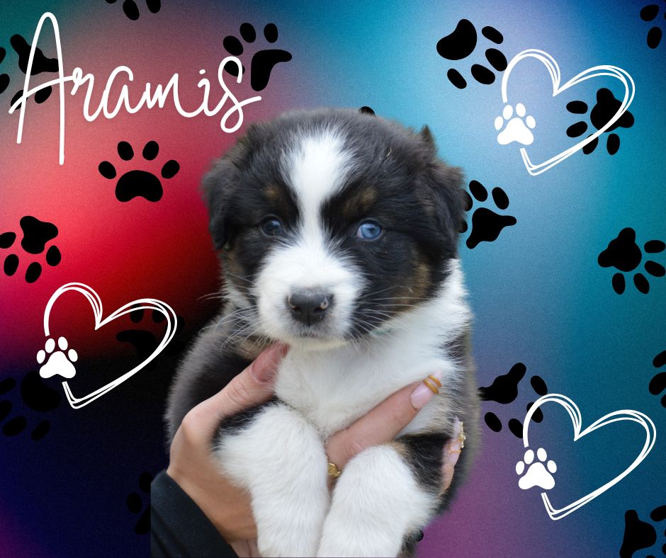 Aramis