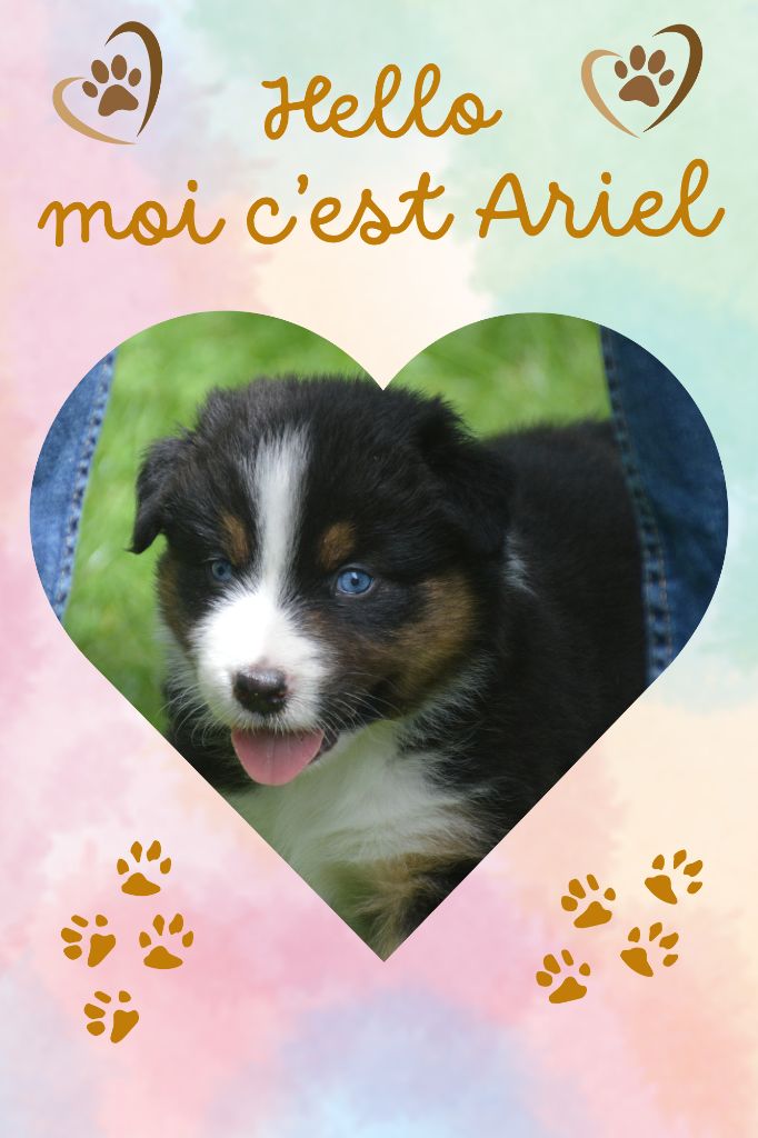 Ariel