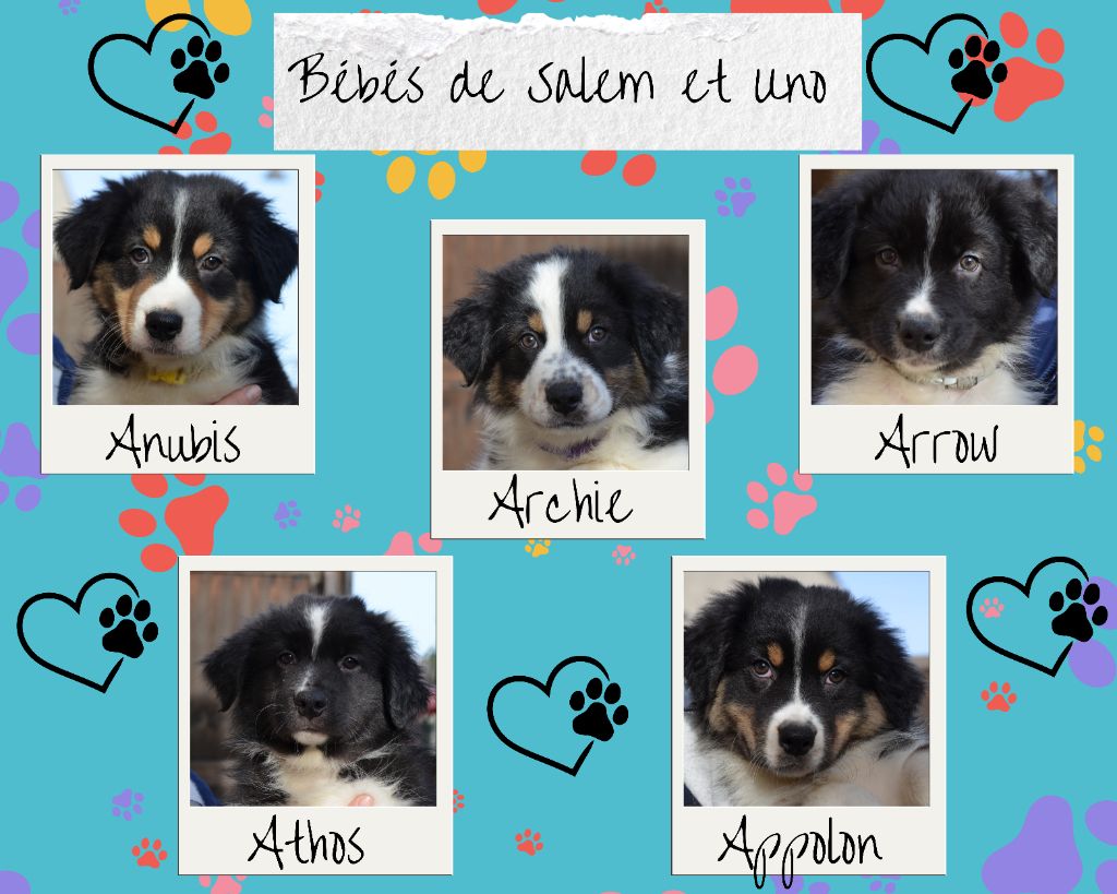 5 mâles disponibles