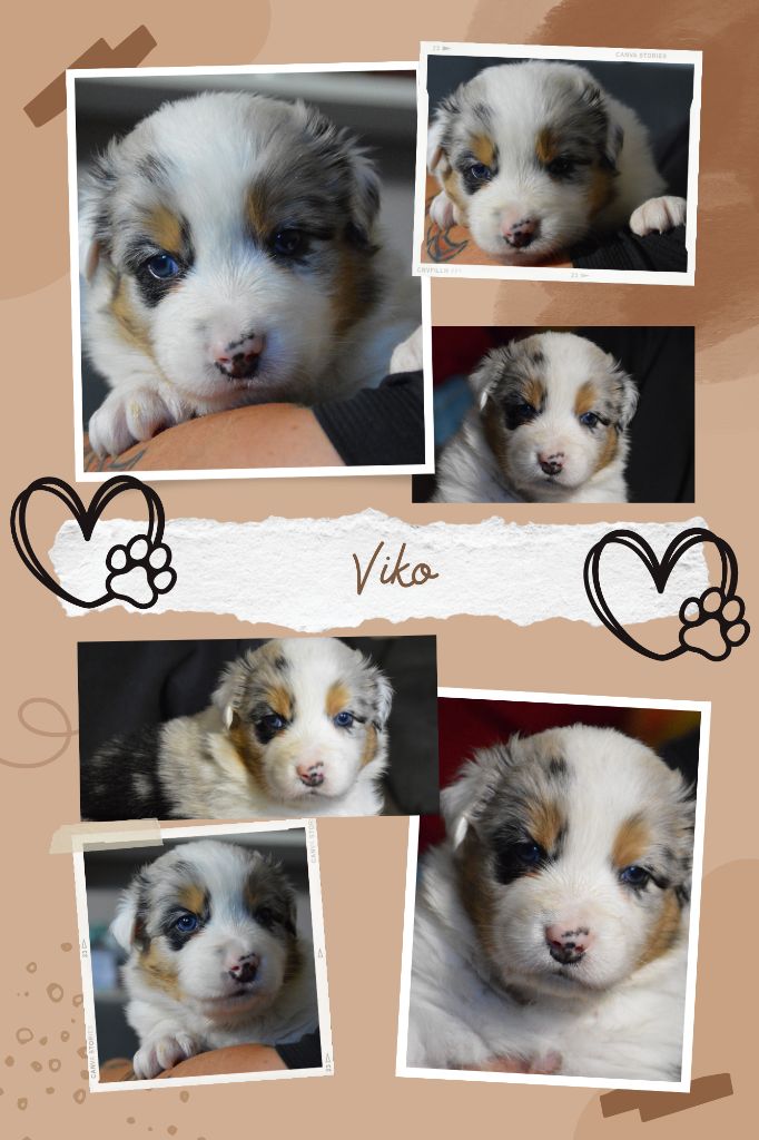 Viko est disponibe