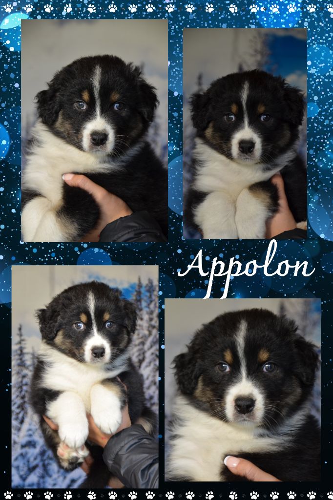 Appolon disponible