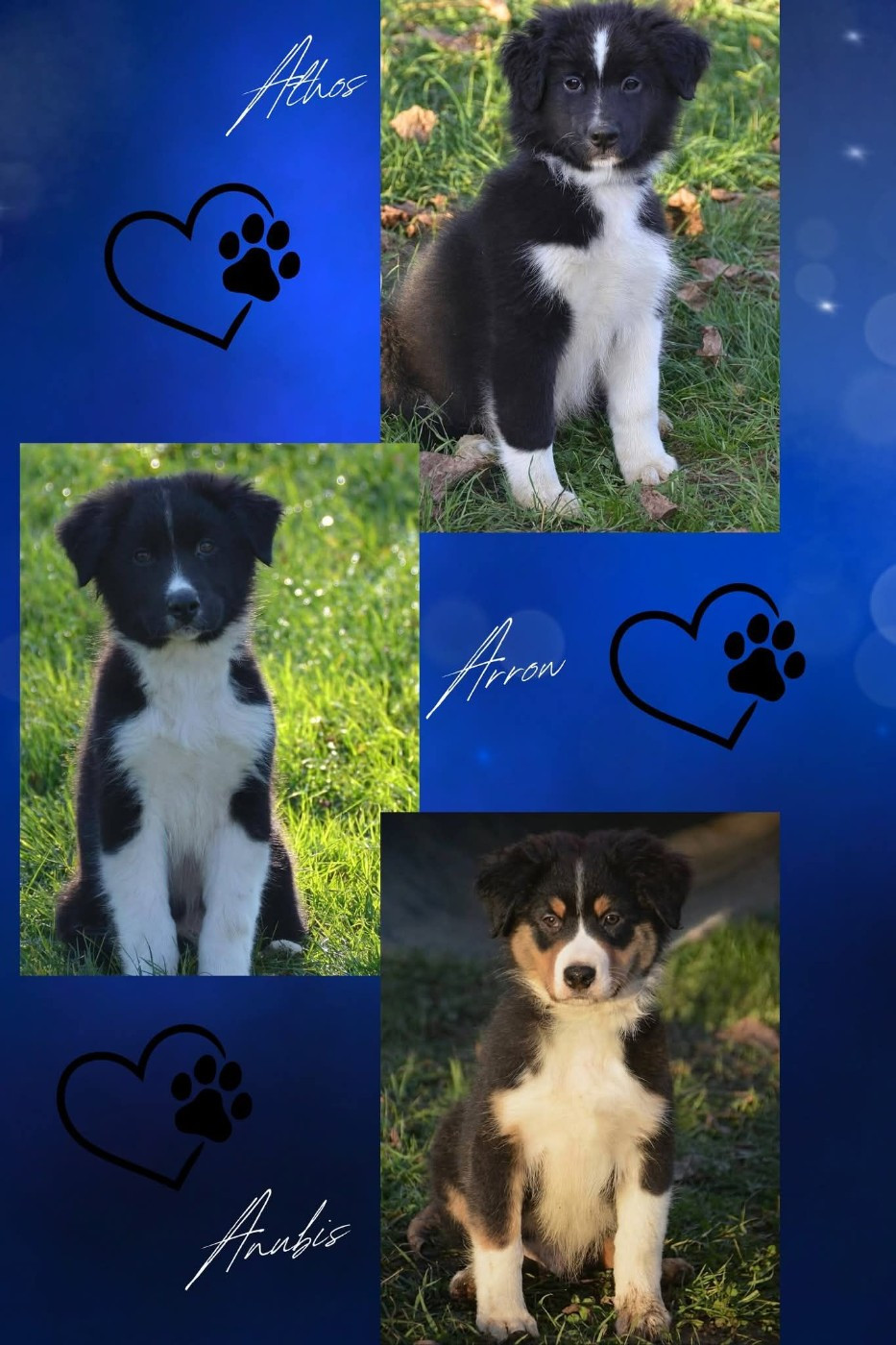 3 mâles disponibles