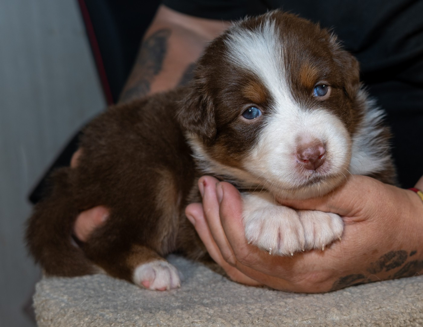 Baloo disponible