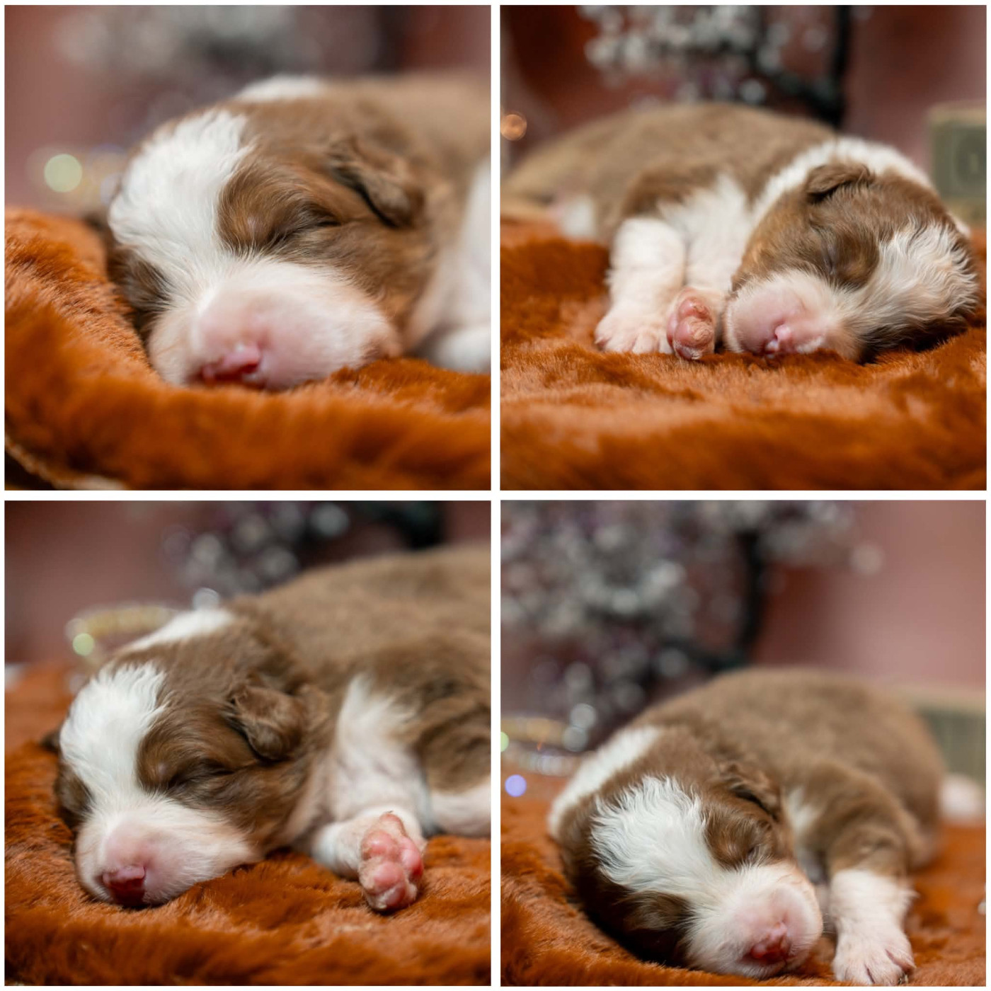 Balou Disponible