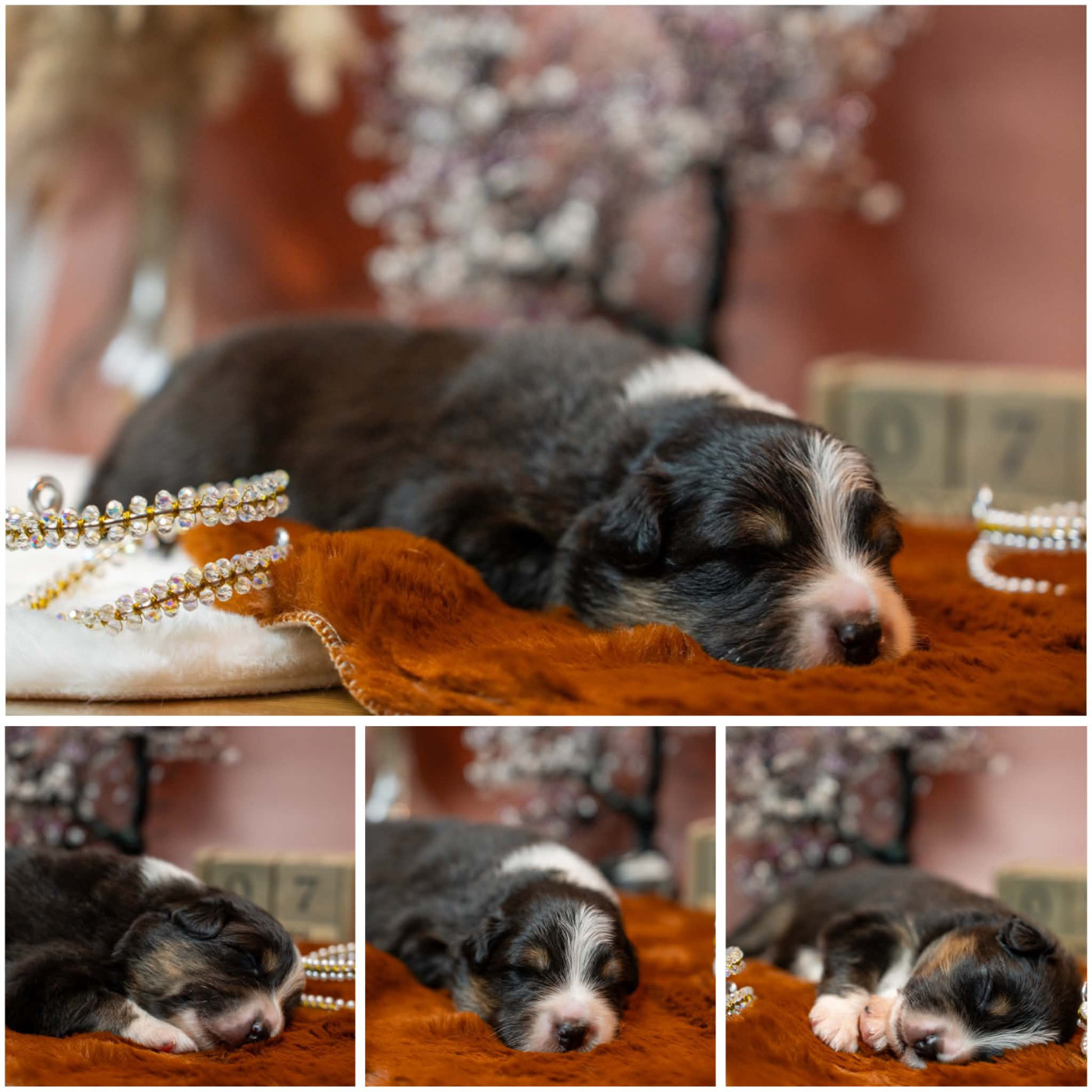 Bowie disponible