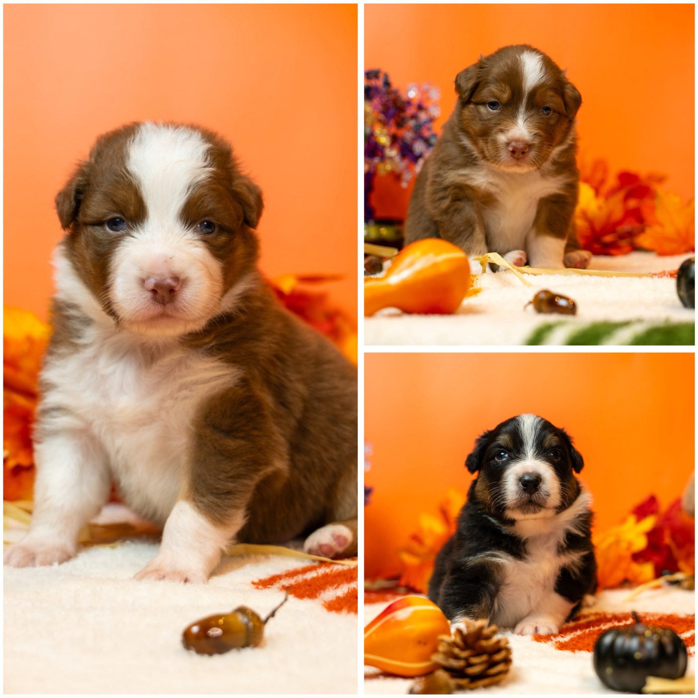 Murielle Menguy - Chiots disponibles