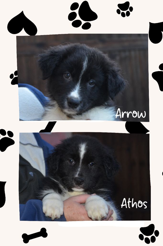 Murielle Menguy - 2 mâles noir bicolore disponibles 