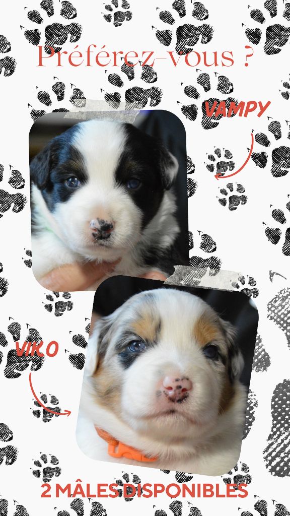 Murielle Menguy - Vampy et Viko disponibles