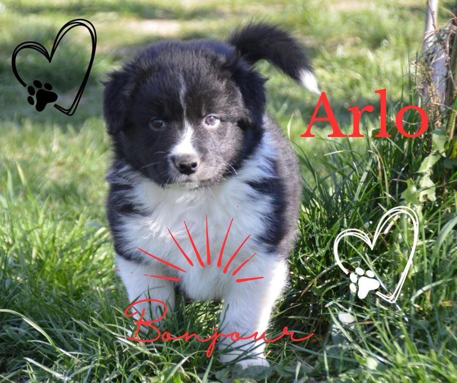 Murielle Menguy - Arlo