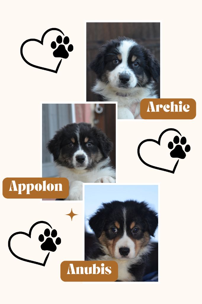 Murielle Menguy - 3 mâles noir tricolore disponibles