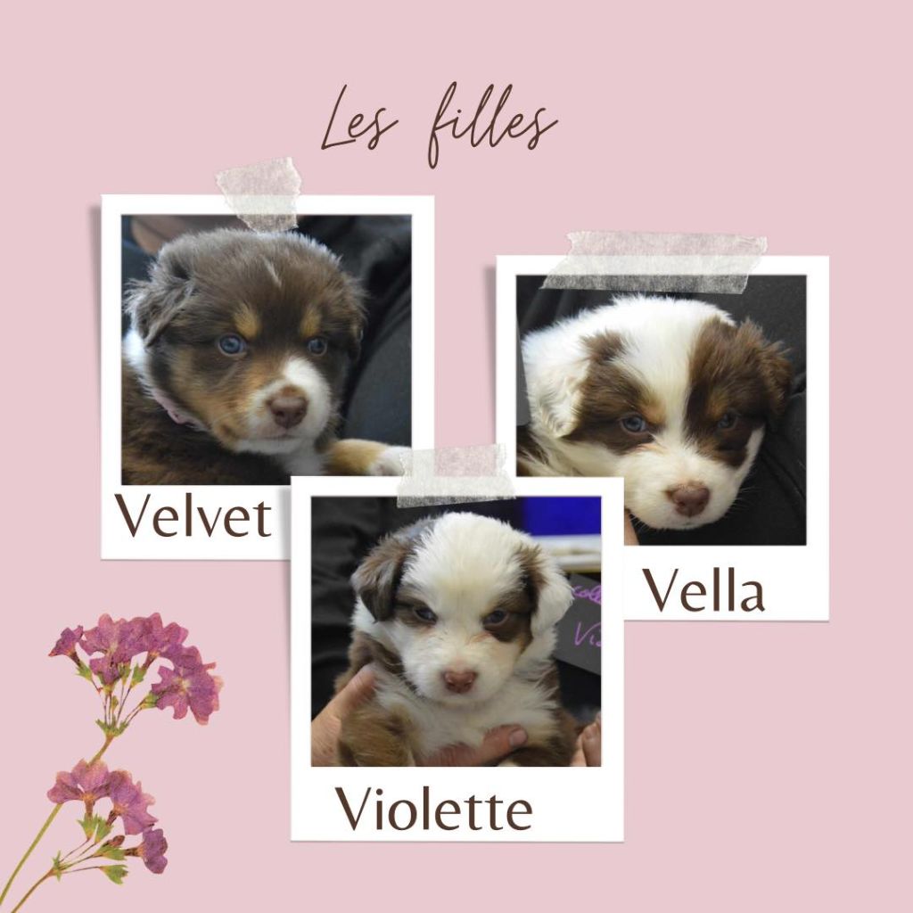 Murielle Menguy - Les femelles disponibles