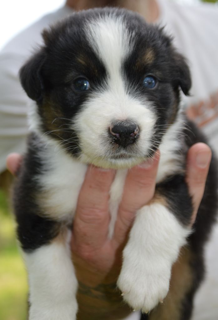 Murielle Menguy - Chiots disponibles - Berger Australien