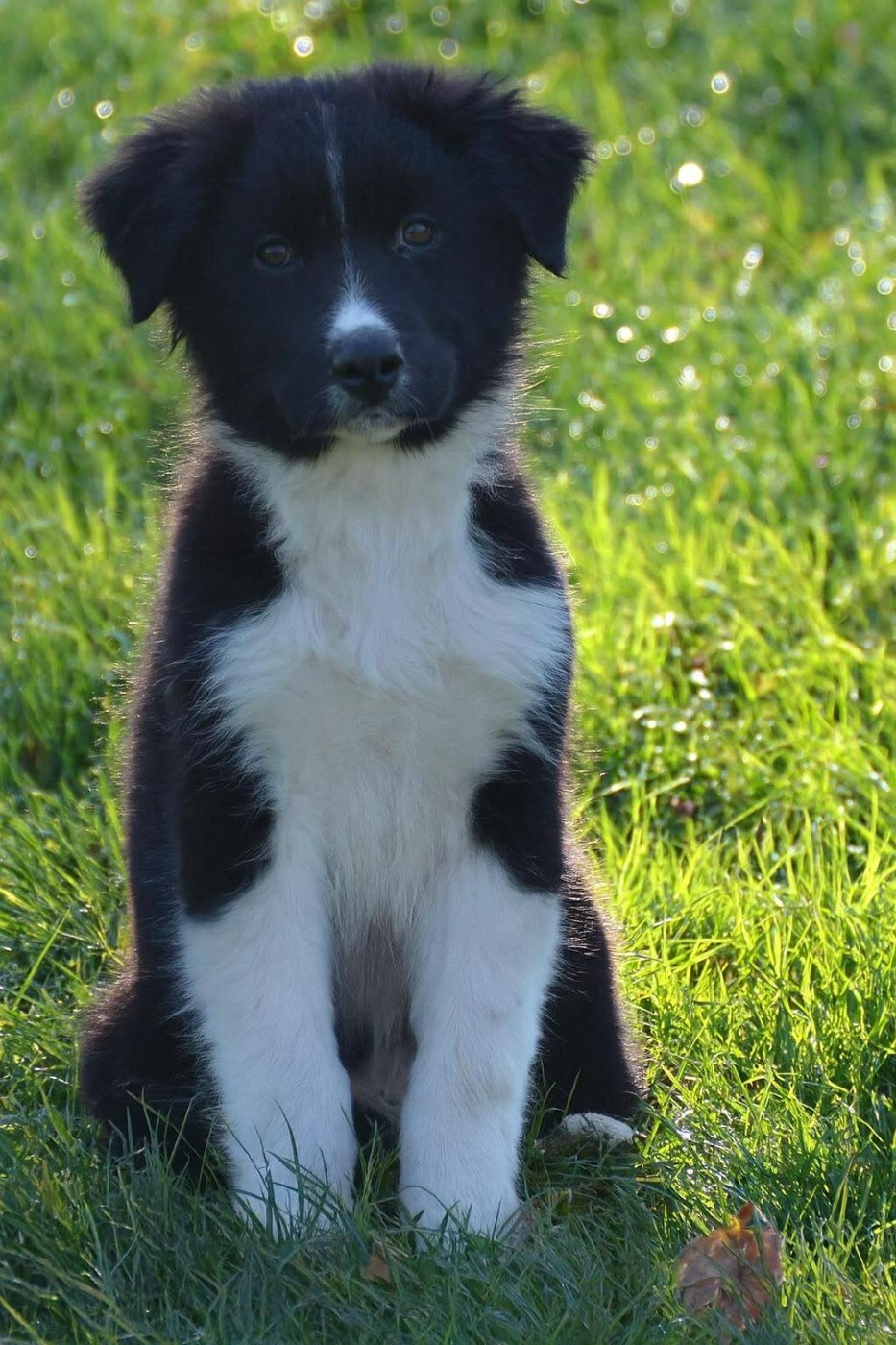 Murielle Menguy - Chiots disponibles - Berger Australien