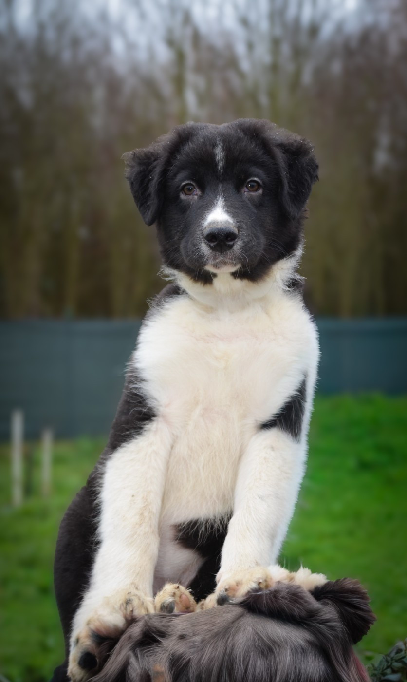 Murielle Menguy - Chiots disponibles - Berger Australien
