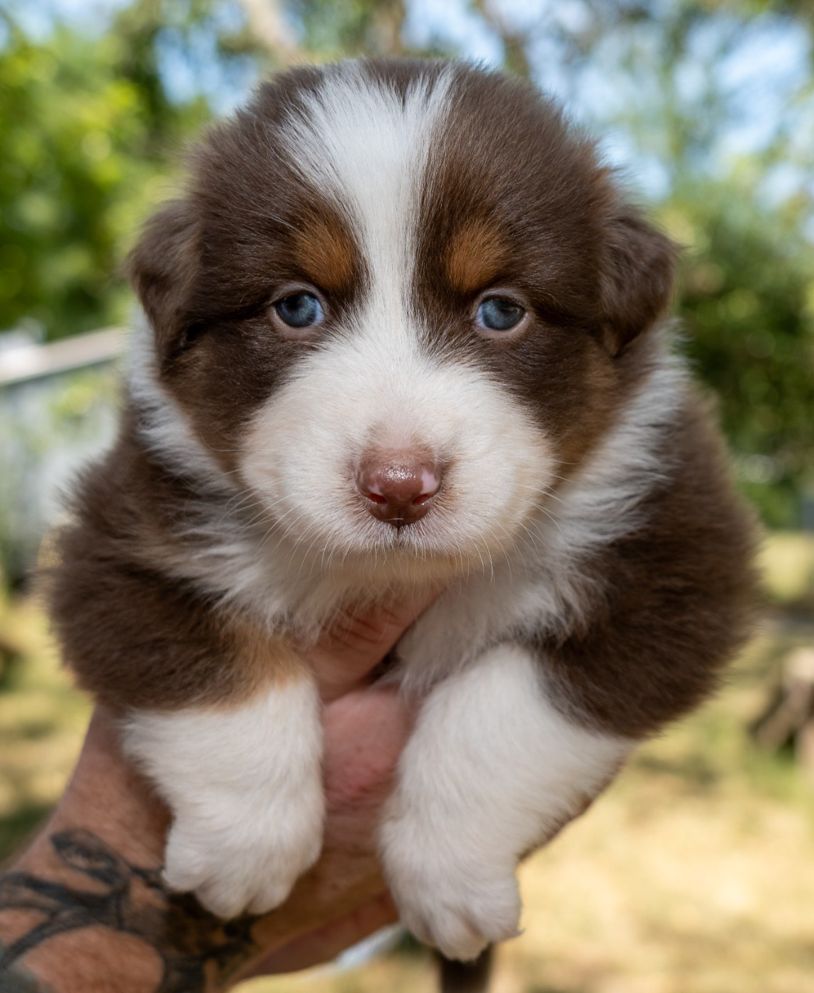Murielle Menguy - Chiots disponibles - Berger Australien