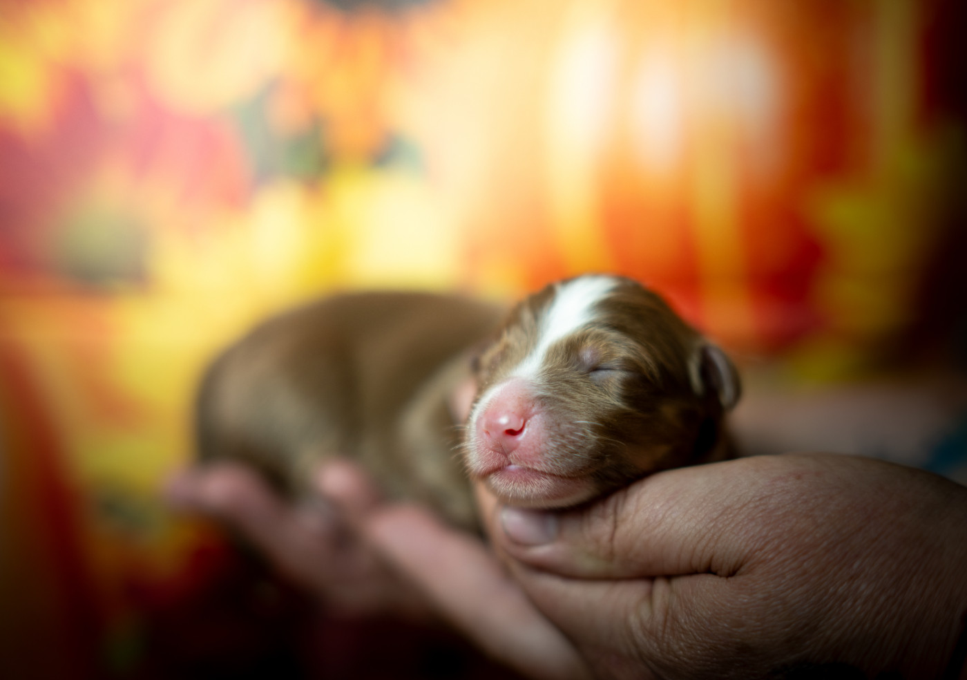 Murielle Menguy - Chiots disponibles - Berger Australien