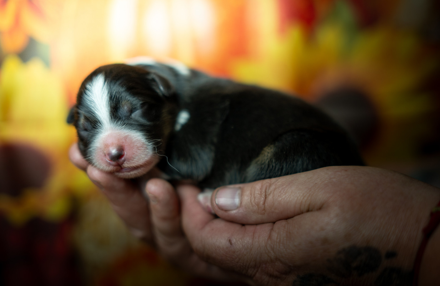 Murielle Menguy - Chiots disponibles - Berger Australien