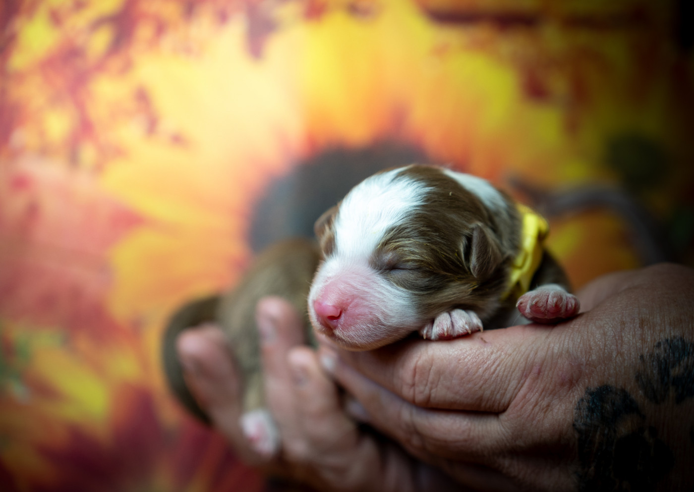 Murielle Menguy - Chiots disponibles - Berger Australien