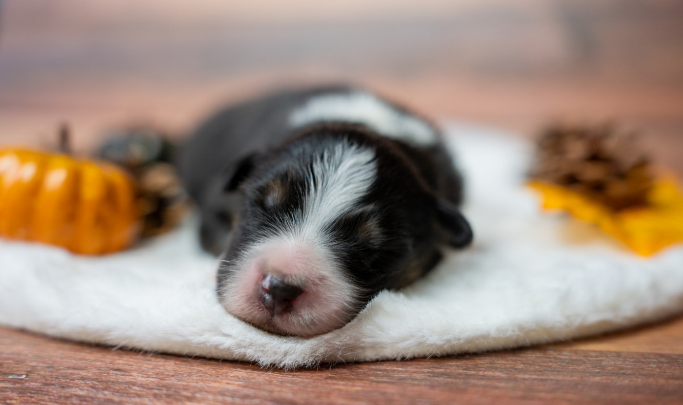 Murielle Menguy - Chiots disponibles - Berger Australien