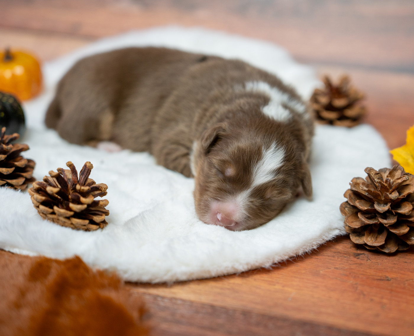 Murielle Menguy - Chiots disponibles - Berger Australien