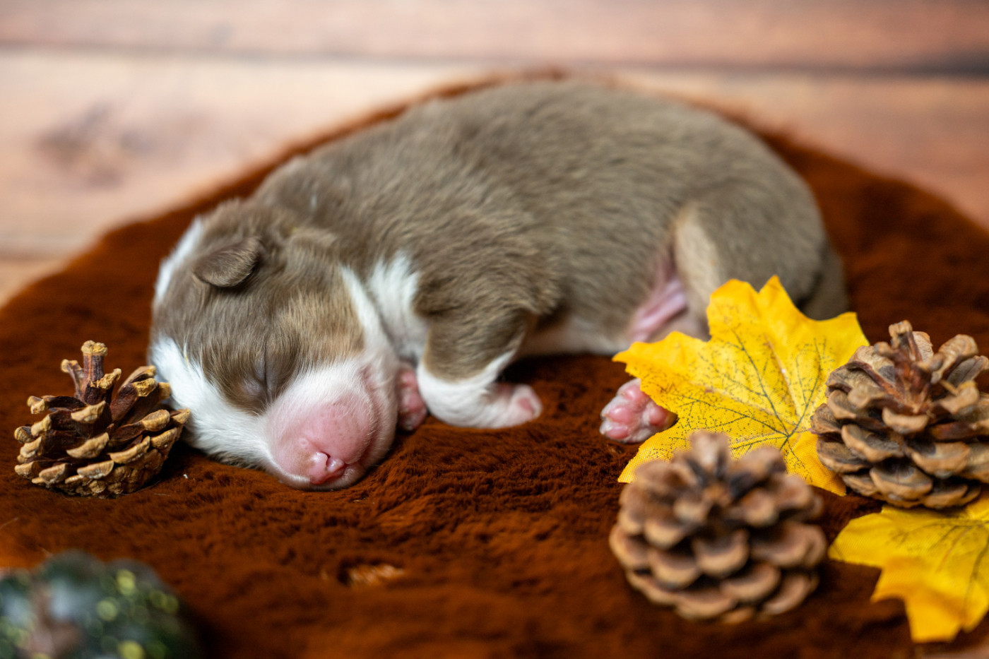 Murielle Menguy - Chiots disponibles - Berger Australien
