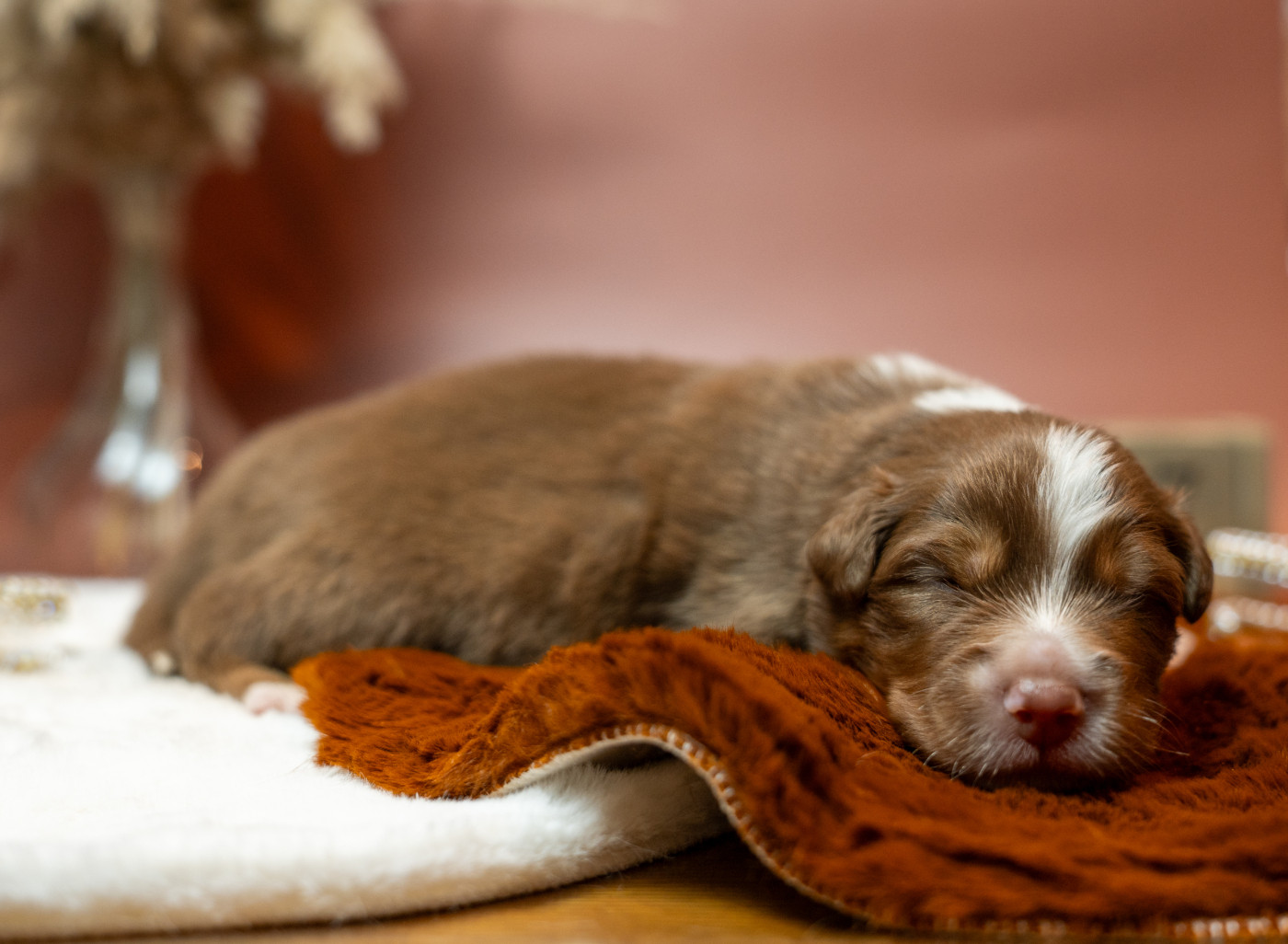 Murielle Menguy - Chiots disponibles - Berger Australien