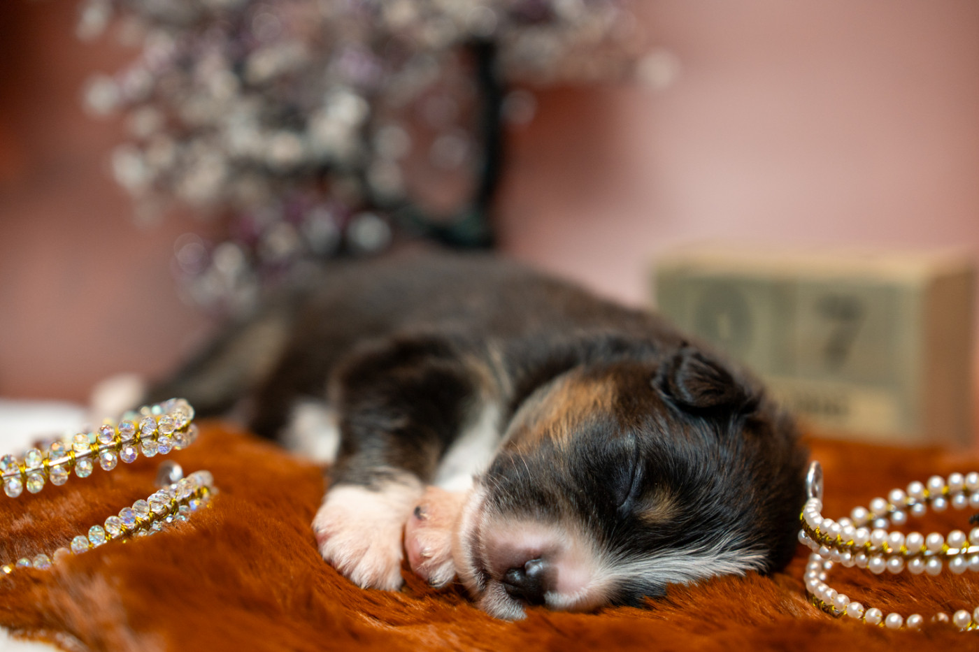 Murielle Menguy - Chiots disponibles - Berger Australien