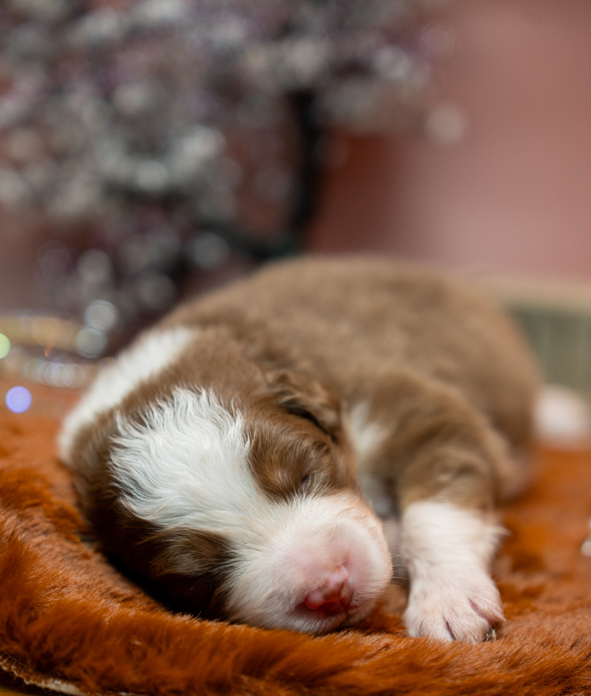 Murielle Menguy - Chiots disponibles - Berger Australien