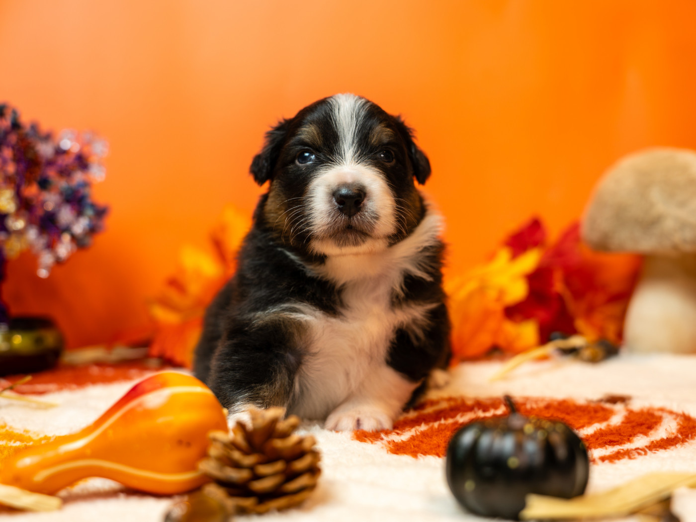 Murielle Menguy - Chiots disponibles - Berger Australien