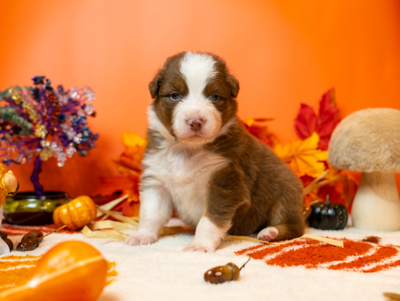 Murielle Menguy - Chiots disponibles - Berger Australien