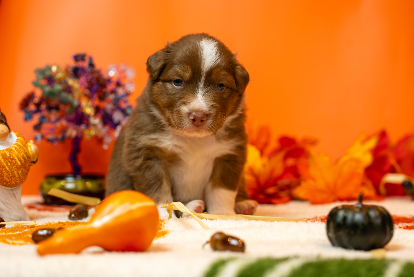 Murielle Menguy - Chiots disponibles - Berger Australien
