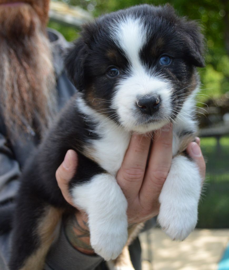 Murielle Menguy - Chiots disponibles - Berger Australien
