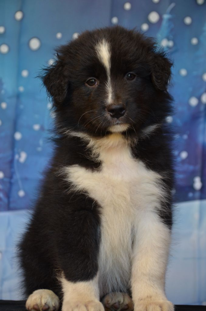 Murielle Menguy - Chiots disponibles - Berger Australien