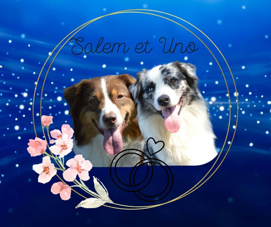 Murielle Menguy - Berger Australien - Portée née le 08/09/2025