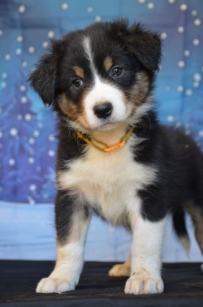 Murielle Menguy - Chiots disponibles - Berger Australien