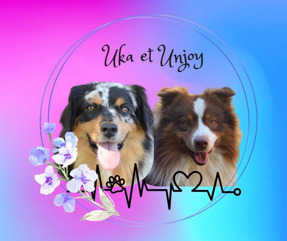 Murielle Menguy - Berger Australien - Portée née le 08/09/2025