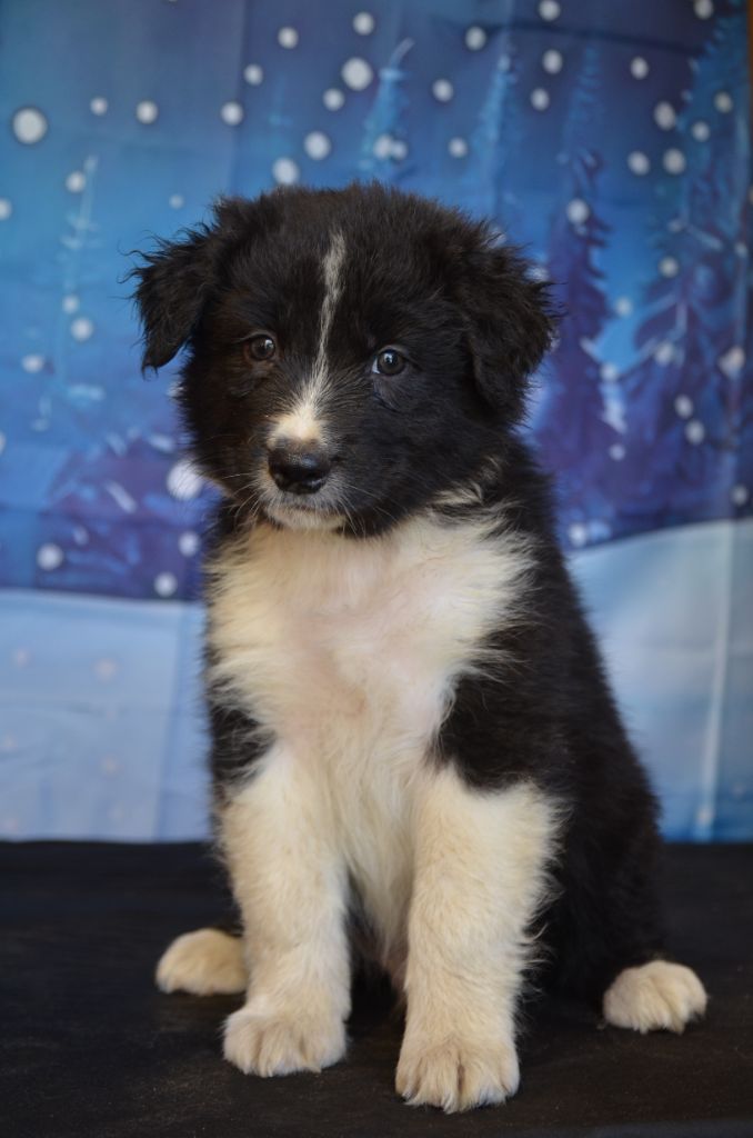 Murielle Menguy - Chiots disponibles - Berger Australien