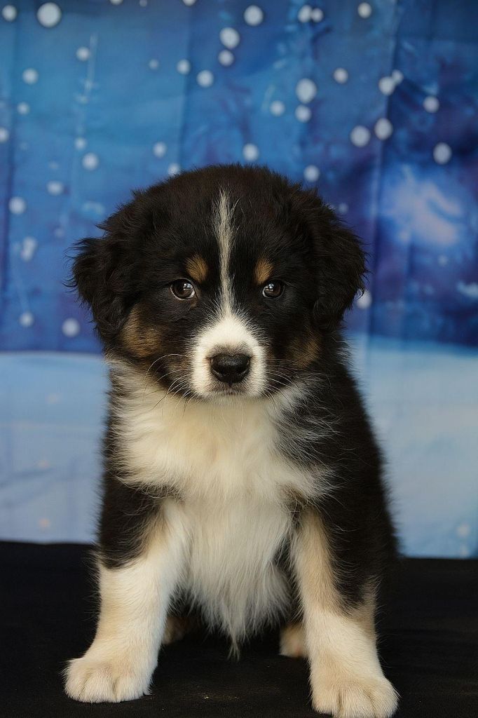 Murielle Menguy - Chiots disponibles - Berger Australien