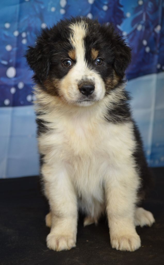 Murielle Menguy - Chiots disponibles - Berger Australien