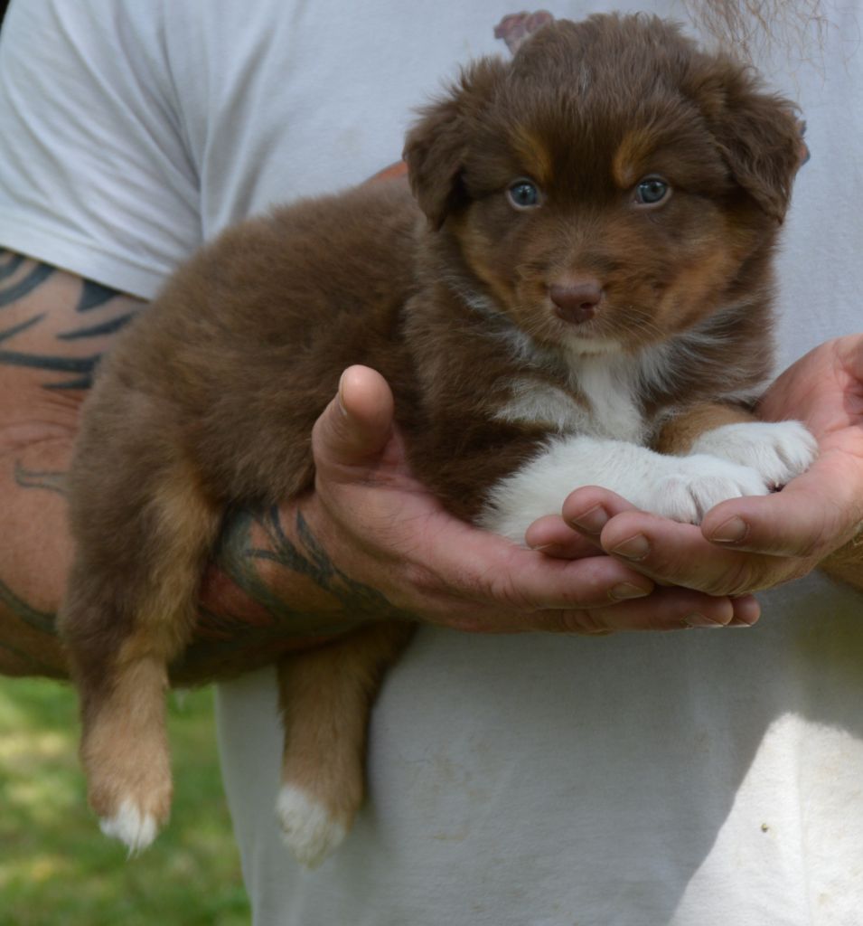 Murielle Menguy - Chiots disponibles - Berger Australien